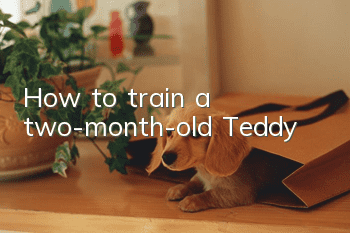 How to train a two-month-old Teddy