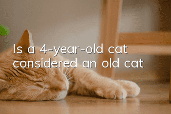 Is a 4-year-old cat considered an old cat?