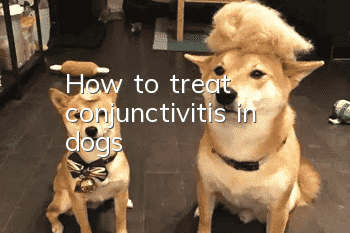 How to treat conjunctivitis in dogs?