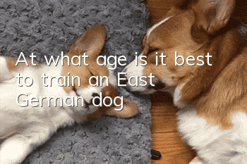 At what age is it best to train an East German dog?
