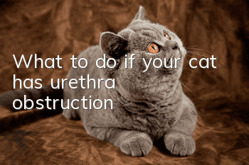 What to do if your cat has urethra obstruction