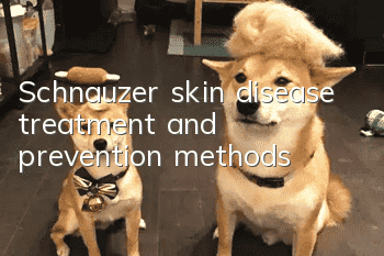Schnauzer skin disease treatment and prevention methods