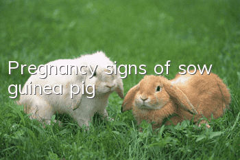Pregnancy signs of sow guinea pig