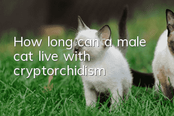 How long can a male cat live with cryptorchidism?