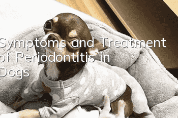 Symptoms and Treatment of Periodontitis in Dogs