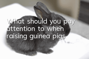 What should you pay attention to when raising guinea pigs?