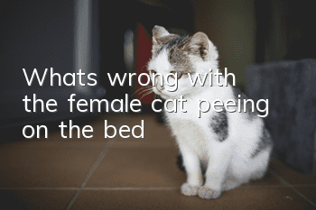 What's wrong with the female cat peeing on the bed?