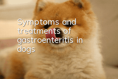 Symptoms and treatments of gastroenteritis in dogs