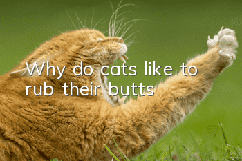 Why do cats like to rub their butts?