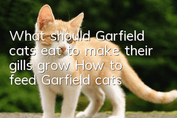 What should Garfield cats eat to make their gills grow? How to feed Garfield cats!