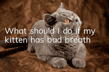 What should I do if my kitten has bad breath?