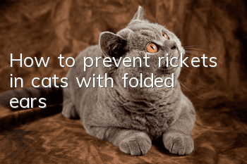 How to prevent rickets in cats with folded ears?