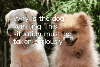 Why is the dog vomiting? This situation must be taken seriously!
