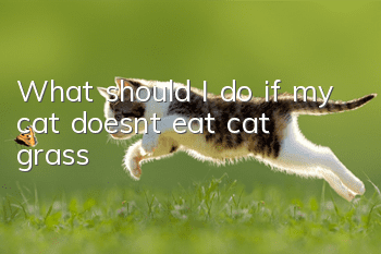 What should I do if my cat doesn’t eat cat grass?