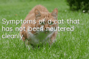 Symptoms of a cat that has not been neutered cleanly