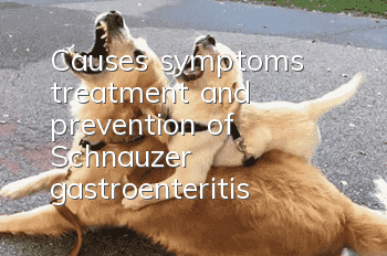 Causes, symptoms, treatment and prevention of Schnauzer gastroenteritis