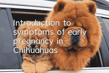 Introduction to symptoms of early pregnancy in Chihuahuas