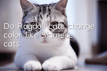Do Ragdoll cats change color like Siamese cats?