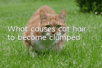 What causes cat hair to become clumped?