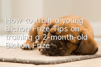 How to train a young Bichon Frize? Tips on training a 2-month-old Bichon Frize!