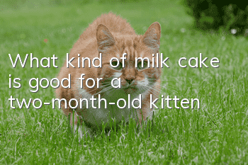 What kind of milk cake is good for a two-month-old kitten?