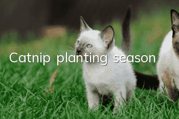 Catnip planting season