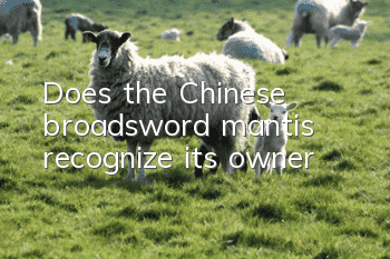 Does the Chinese broadsword mantis recognize its owner?