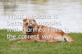 What medicine is better for puppies with diarrhea? Here is the correct way!