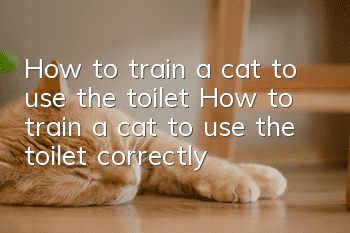 How to train a cat to use the toilet? How to train a cat to use the toilet correctly!