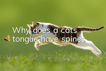 Why does a cat’s tongue have spines?