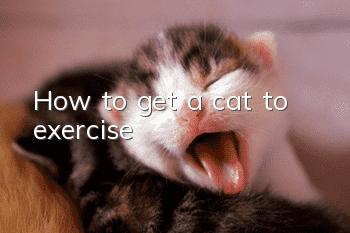 How to get a cat to exercise