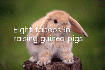 Eight taboos in raising guinea pigs