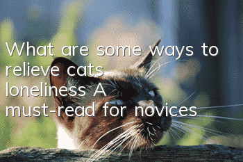 What are some ways to relieve cats’ loneliness? A must-read for novices!