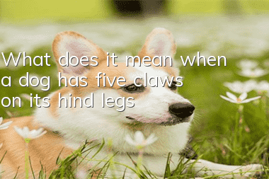 What does it mean when a dog has five claws on its hind legs?