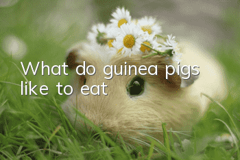 What do guinea pigs like to eat?