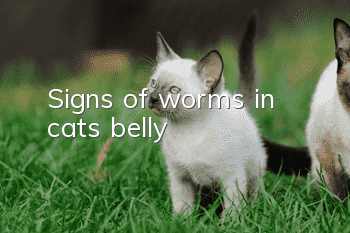 Signs of worms in cat’s belly