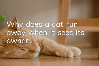 Why does a cat run away when it sees its owner?