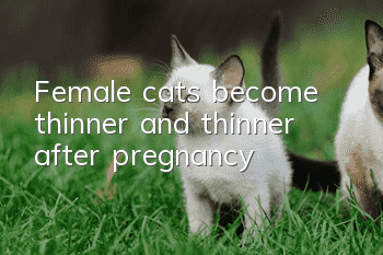 Female cats become thinner and thinner after pregnancy