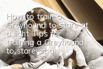 How to train a Greyhound to stare at a light? Tips for training a Greyhound to stare at a light!