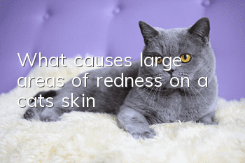 What causes large areas of redness on a cat’s skin?