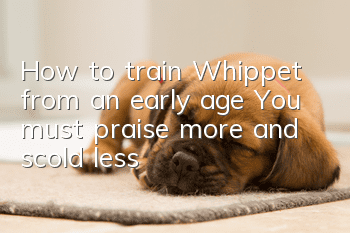 How to train Whippet from an early age? You must praise more and scold less!