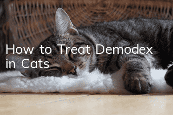 How to Treat Demodex in Cats