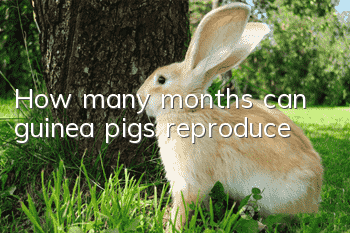 How many months can guinea pigs reproduce?