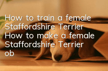 How to train a female Staffordshire Terrier? How to make a female Staffordshire Terrier obedient?