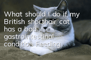What should I do if my British shorthair cat has a bad gastrointestinal condition? Feeding British shorthair cats is healthy!