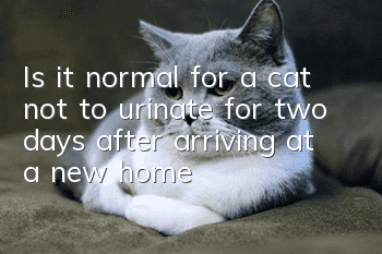 Is it normal for a cat not to urinate for two days after arriving at a new home?