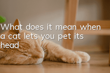 What does it mean when a cat lets you pet its head?