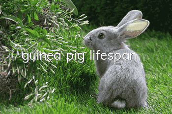 guinea pig lifespan