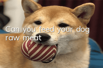Can you feed your dog raw meat?