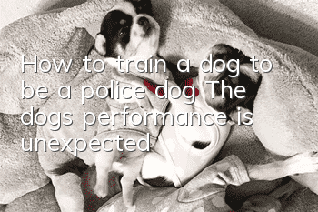 How to train a dog to be a police dog? The dog’s performance is unexpected!